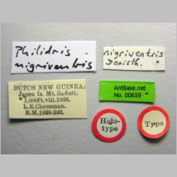 Philidris myrmecodiae nigriventris  Donisthorpe, 1941 label