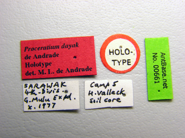 Proceratium dayak label