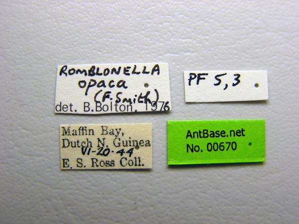 Romblonella opaca label