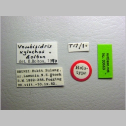 Vombisidris xylochos Bolton, 1991 label