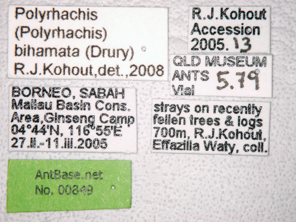 Polyrhachis bihamata label