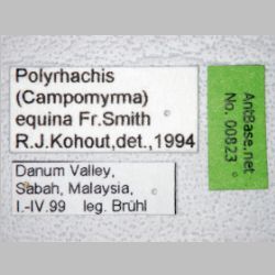 Polyrhachis equina Smith, 1857 label