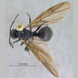 Polyrhachis equina queen Smith, 1857 dorsal