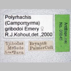 Polyrhachis gribodoi queen Emery, 1887 label