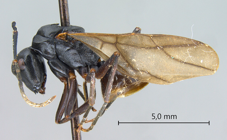 Polyrhachis gribodoi queen lateral