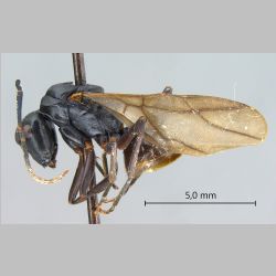 Polyrhachis gribodoi queen Emery, 1887 lateral