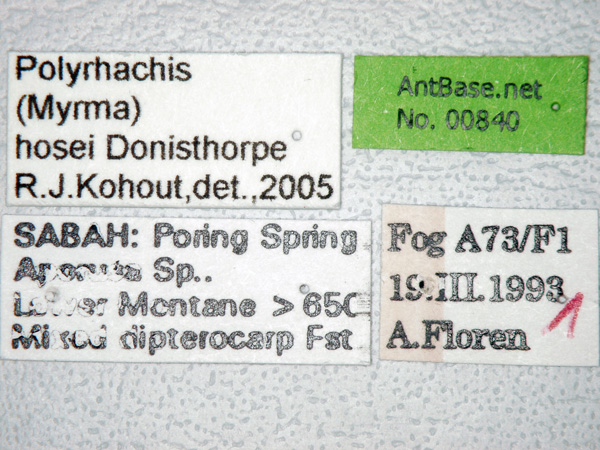 Polyrhachis hosei label
