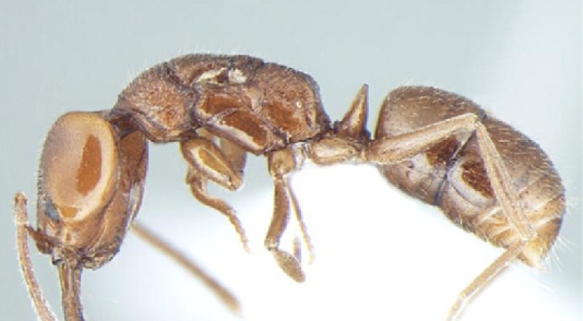 Anochetus cryptus queen lateral
