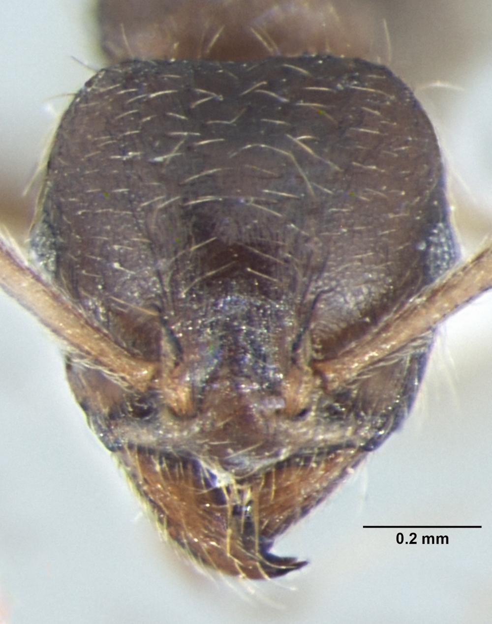 Lophomyrmex terraceensis frontal