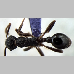 Myrmica curvispinosa Bharti, 2013 dorsal