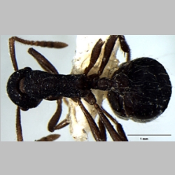 Myrmica curvispinosa ergatoid Bharti, 2013 dorsal