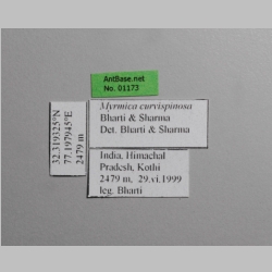 Myrmica curvispinosa ergatoid Bharti, 2013 label