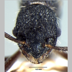 Myrmica curvispinosa queen Bharti, 2013 frontal
