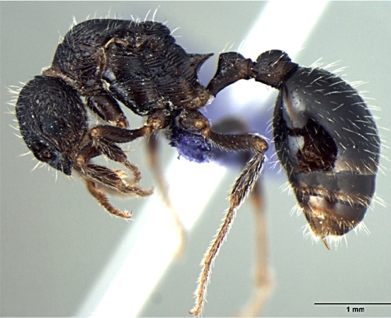 Myrmica curvispinosa queen lateral
