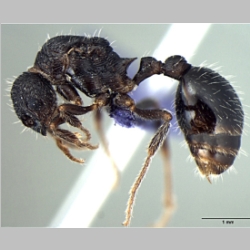 Myrmica curvispinosa queen Bharti, 2013 lateral
