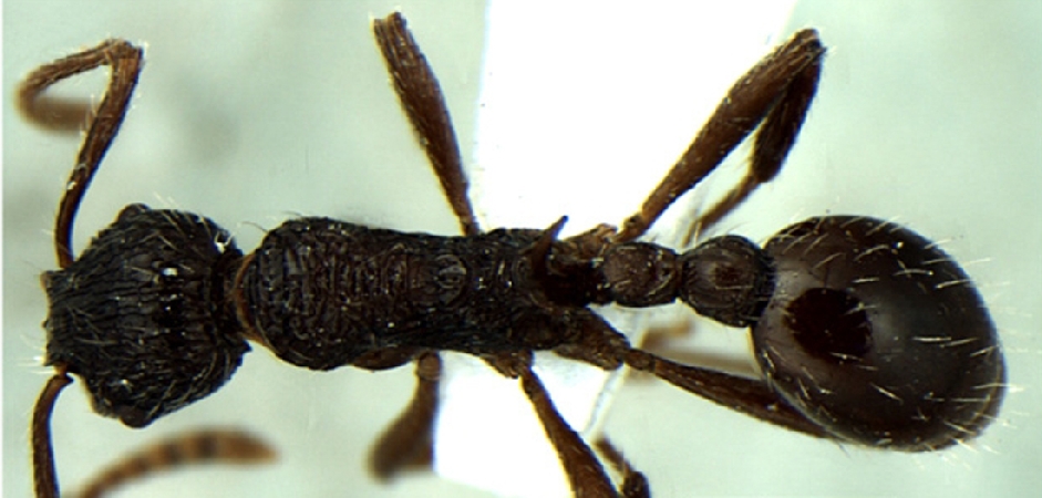Myrmica kothiensis dorsal