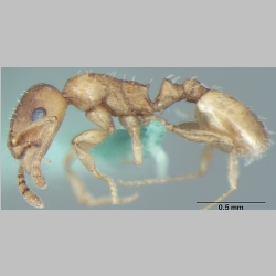 Temnothorax himachalensis Bharti, 2012 lateral