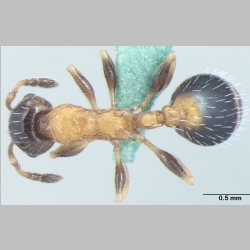 Temnothorax kashmirensis Bharti, 2012 dorsal
