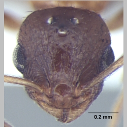 Temnothorax kashmirensis queen Bharti, 2012 frontal