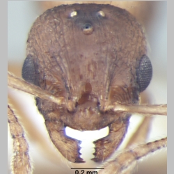Temnothorax microreticulatus queen Bharti, 2012 frontal