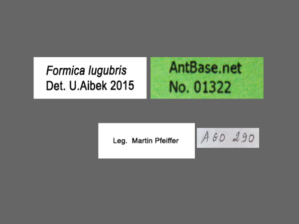 Formica lugubris label