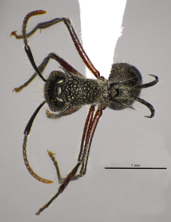 Polyrhachis furcata dorsal