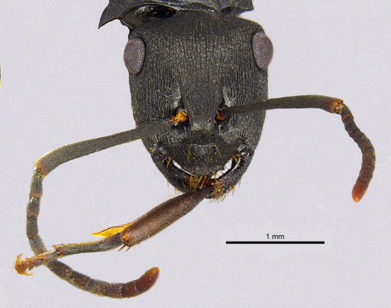Polyrhachis inconspicua frontal