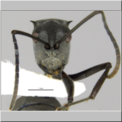 Polyrhachis inermis  Smith 1858 lateral
frontal