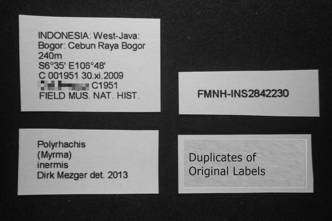 Polyrhachis inermis label