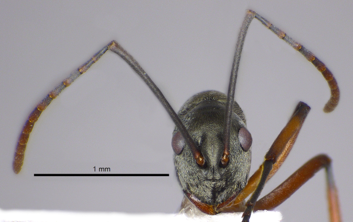 Polyrhachis sp frontal