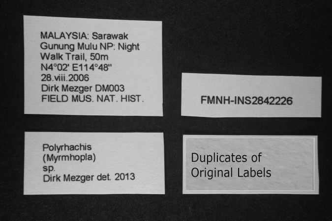 polyrhachis-sp label