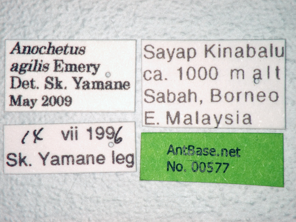 Anochetus agilis label