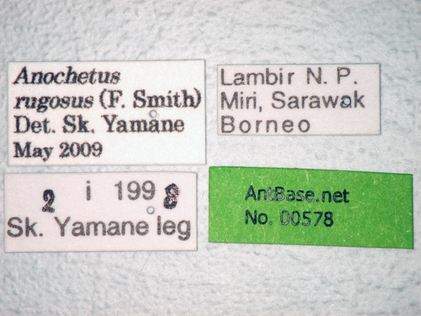 Anochetus rugosus label