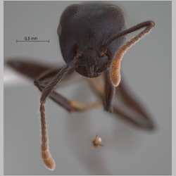 Crematogaster physothorax Emery, 1889 frontal