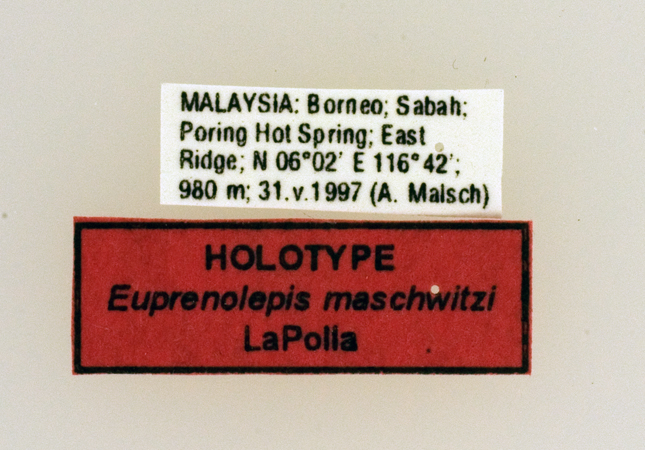 Euprenolepis maschwitzi label