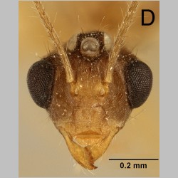Euprenolepis negrosensis male Wheeler, 1930 frontal