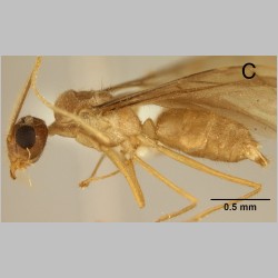 Euprenolepis negrosensis male Wheeler, 1930 lateral