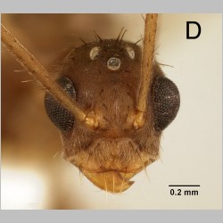 Euprenolepis procera male Emery, 1900 frontal