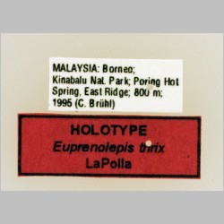 Euprenolepis thrix LaPolla, 2009 label
