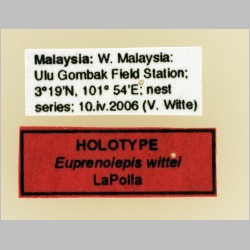 Euprenolepis wittei LaPolla, 2009 label