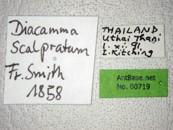 Diacamma scalpratum label