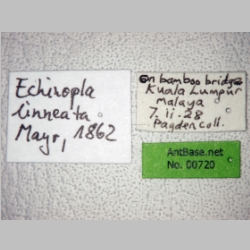 Echinopla lineata Mayr, 1862 label