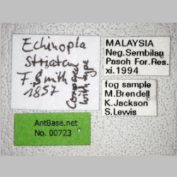 Echinopla striata Smith, 1857 label