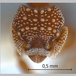 Eurhopalothrix coronata Taylor, 1990 frontal