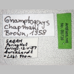 Gnamptogenys chapmani Brown, 1958 label