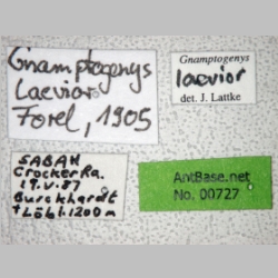 Gnamptogenys laevior Forel, 1905 label