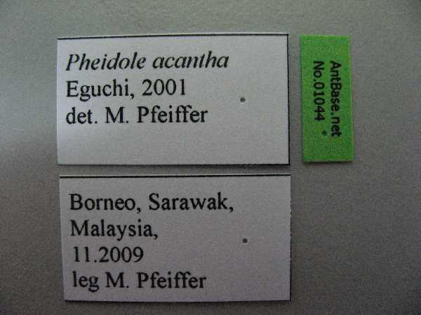 Pheidole acantha label