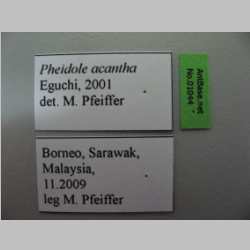Pheidole acantha Eguchi, 2001 label