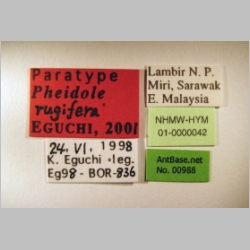 Pheidole rugifera major Eguchi, 2001 label