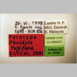 Pheidole rugifera minor Eguchi, 2001 label